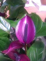Lavender Anthurium Flower Seeds for Planting Heirloom Non-GMO High Germination Organic Garden Seeds