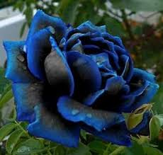 Purple Black Supreme Rose Flower Seeds for Planting | Heirloom Non-GMO High