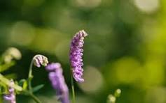 Purple Vetch Flower Seeds for Planting – Bright Blooms, Heirloom, Non-GMO & Organic Garden Seeds