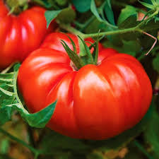 Huge Tomato Vegetable Seeds for Planting – Heirloom Non-GMO Large Red Slicing Variety – High Germination