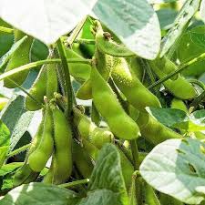 Green Edamame flower seeds for planting - Heirloom & Non-GMO Garden Seeds