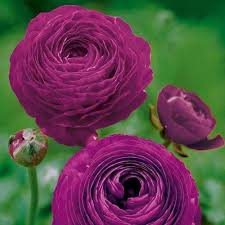 Violet Ranunculus Flower Seeds for Planting – Heirloom, Non-GMO, High Germination Garden Seeds