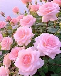 Light Pink Home Garden Rose Flower Seeds - Heirloom, Non-GMO, Organic Garden Seeds for Planting