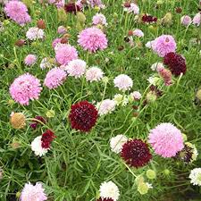 Scabiosa Flower Seeds for Planting – Heirloom, Non-GMO, High Germination, Organic Garden Seeds