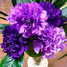 Violet Caryophyllus Flower Seeds for Planting – Shade Tolerant, Heirloom, Non-GMO, High Germination