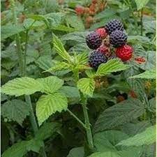 Fruit Seeds,Garden seeds, Seeds For Planting,Plant Seeds
