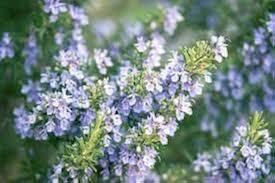 Lavender Rosemary Flower Seeds for Planting – Heirloom, Non-GMO, Hardy Variety Organic Garden Seeds