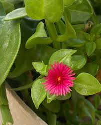Aptenia Flower Seeds for Planting – Heirloom, Non-GMO, Cottage Garden Essential High Germination Seeds
