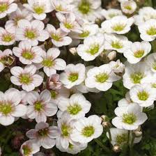 White Blush Saxifraga Flower Seeds for Planting – Seasonal Bloomer, Heirloom, Non-GMO, High Germination Organic Seeds