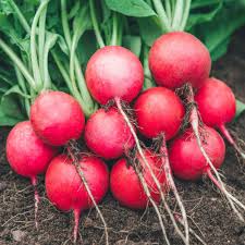 Red Radish flower seeds for planting - Heirloom & Non-GMO Garden Seeds