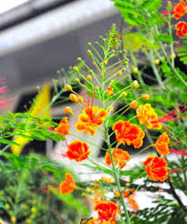 Red Caesalpinia Peacock Flower Seeds for Planting – Heirloom, Non-GMO, High Germination Garden Seeds