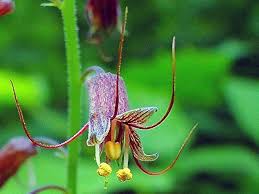 Mothers Menziesii Flower Seeds for Planting – Heirloom, Non-GMO, Cut Flower Favorite Organic Garden Seeds