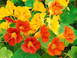 Yellow Nasturtium Flower Seeds for Planting – Heirloom, Non-GMO, Cut Flower Favorite Organic Garden Seeds
