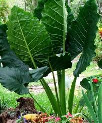 Alocasia Macrorrhiza Flower Seeds for Planting – Heirloom, Non-GMO, High Germination Garden Seeds