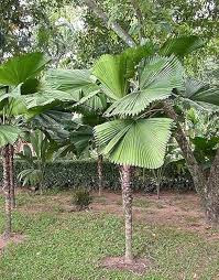 Green Ruffled Fan Palm Seeds for Planting – Heirloom & Non-GMO Tropical Foliage, Organic Garden Seeds, High Germination