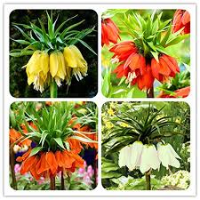 Mixed Imperial Wang Fritillaria Flower Seeds - Wildflower Mix, Heirloom, Non-GMO Organic Garden Seeds for Planting