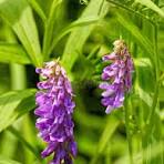 Purple Vetch Flower Seeds for Planting – Bright Blooms, Heirloom, Non-GMO & Organic Garden Seeds