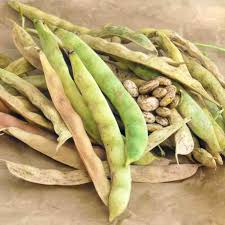 Brown Bean flower seeds for planting - Heirloom & Non-GMO Garden Seeds