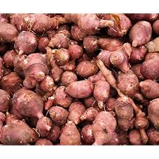 Fuseau Vegetable Seeds for Planting – Heirloom Non-GMO, High Germination Organic Root Crop Seeds