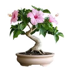 Hibiscus Bonsai Flower Seeds for Planting - Bright Blooms, Heirloom & Non-GMO Organic Garden Seeds - High Germination