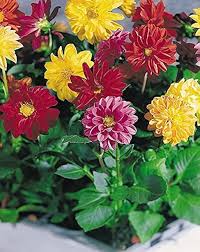 Mix Perennial Flower Seeds for Planting - Compact Heirloom, Non-GMO Organic Garden Seeds for Home Garden