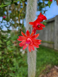 Flower Seeds, Seeds,Seeds For Planting,Plant Seeds