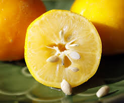 Yellow Lemon Fruit Seeds – Low-Acid, Refreshing Citrus, Heirloom & Non-GMO Seeds