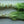 Asparagus Lettuce Seeds for Planting – Heirloom, Non-GMO, Organic Garden Seeds, High Germination, Rare Crunchy Salad Greens