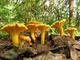 Chanterelle Mushroom Seeds for Planting – Heirloom Non-GMO, Brown Gourmet Fungi, High Germination Organic Garden Spores