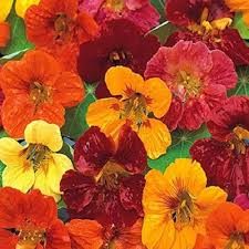 Nasturtium Flower Seeds for Planting – Heirloom Non-GMO Seeds for Home Garden, High Germination