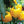 Vegetable Seeds,Garden seeds, Seeds For Planting,Plant Seeds