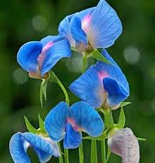 Deep Blue Sweet Pea Flower Seeds for Planting – Heirloom, Non-GMO, High Germination Organic Garden Seeds for Sun-Loving Blooms