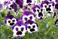 Pansy Flower Seeds for Planting – Heirloom, Non-GMO, High Germination Garden Favorite