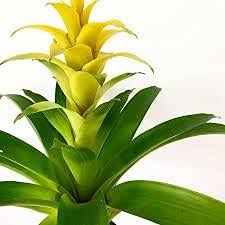 Yellow Bromeliad Tillandsia Bulbosa  Flower seeds for Planting - Perfect for Borders, Heirloom & GMO Free Seeds for Home Garden