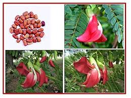 Sesbania Grandiflora Flower Seeds for Planting – Fragrant Blossoms, Heirloom, Non-GMO