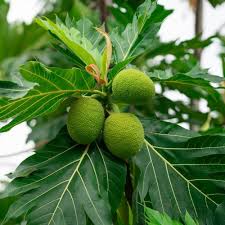Artocarpus Breadfruit altilis Seeds for Planting – Heirloom, Non-GMO, High Germination Organic Tropical Fruit Tree Seeds