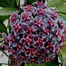 Dark Purple Hoya Carnosa Seeds for Planting – Heirloom, Non-GMO, High Germination Long Bloom Season