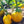 Yellow Mix Eggplant Seeds for Planting – Heirloom, Non-GMO, High Germination, Bright Variety for Vibrant Dishes