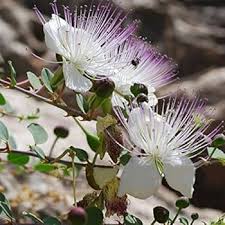 Capparis Flower Seeds for Planting – Heirloom, Non-GMO, High Germination Seasonal Bloomer