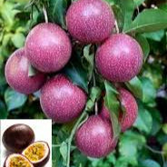 Purple Pink Passion fruit seeds for planting - Heirloom & Non-GMO garden seeds, tropical garden favorite variety