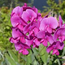 Pink Lathyrus Flower Seeds – Heirloom, Non-GMO, High Germination Organic Garden Seeds for Trellises & Seasonal Planting0 pcs