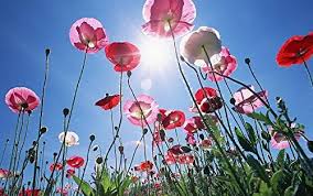 Pepperbox Flower Seeds for Planting – Wildflower Mix, Heirloom, Non-GMO