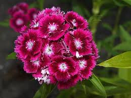 Carnation Dianthus Flower Seeds – Heirloom Non-GMO Cottage Garden Seeds