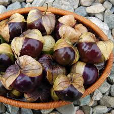 Milpero Purple Tomatillo Vegetable Seeds for Planting – Heirloom Non-GMO High Germination Seeds