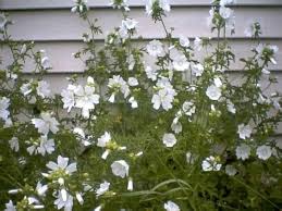 Glade Mallow Flower Seeds for Planting – Heirloom, Non-GMO, Long Bloom Organic Garden Seeds