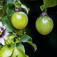 Green Passiflora Edulis fruit seeds for planting - Heirloom & Non-GMO Garden seeds