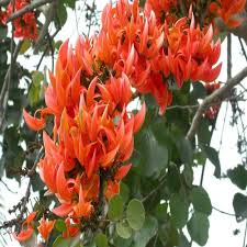 Brachychiton Acerifolius Flower Seeds for Planting – Easy to Grow, Heirloom, Non-GMO