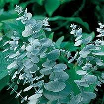 Green Eucalyptus Baby Blue Seeds for Planting – Heirloom, Non-GMO, Organic Garden Seeds with High Germination