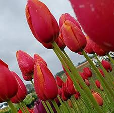 Jackpot Tulip Bulbs Flower Seeds for Planting – Heirloom, Non-GMO, Cottage Garden Organic Seeds