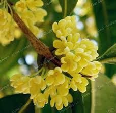 Osmanthus Flower Seeds for Planting – Heirloom, Non-GMO, Colorful Display, High Germination